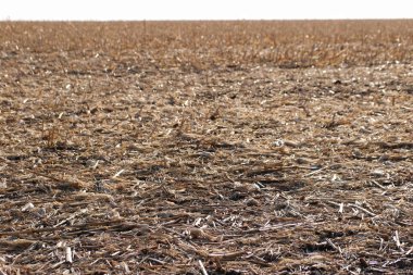sunflower field after harvest at noon