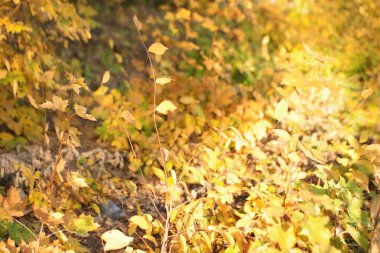colorful yellow autumn leaves in the forest