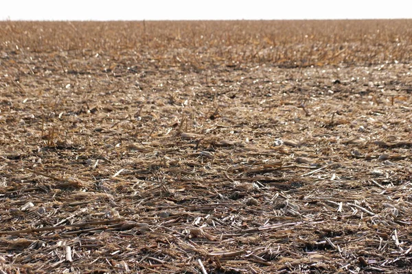 sunflower field after harvest at noon