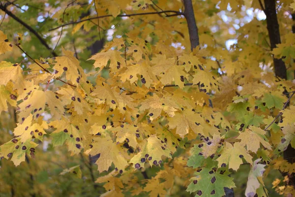 Feuilles Automne Jaunes Colorées Dans Forêt — Photo