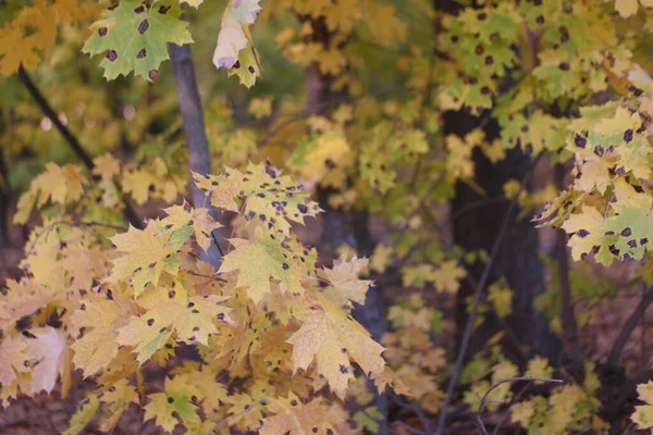 Барвисте Жовте Осіннє Листя Лісі — стокове фото