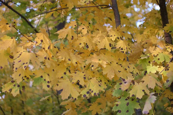 Coloridas Hojas Amarillas Otoño Bosque — Foto de Stock