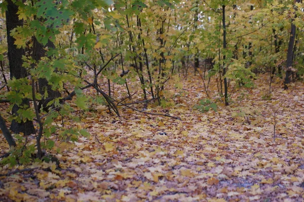colorful yellow autumn leaves in the forest