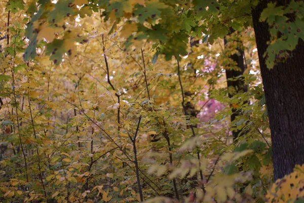 colorful yellow autumn leaves in the forest