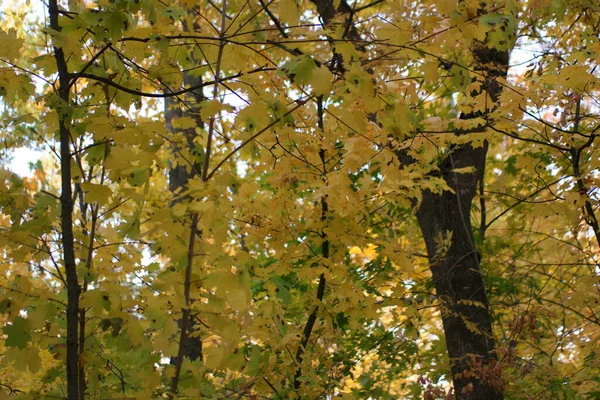 Kleurrijke Gele Herfstbladeren Het Bos — Stockfoto