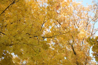 colorful yellow autumn leaves in the forest