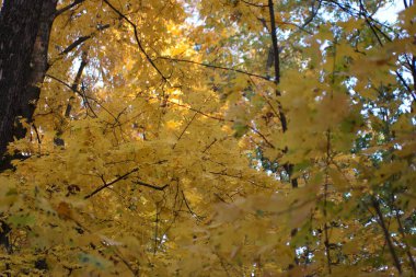 colorful yellow autumn leaves in the forest