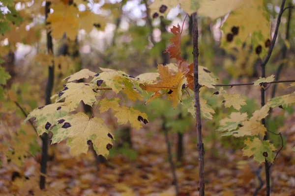 colorful yellow autumn leaves in the forest