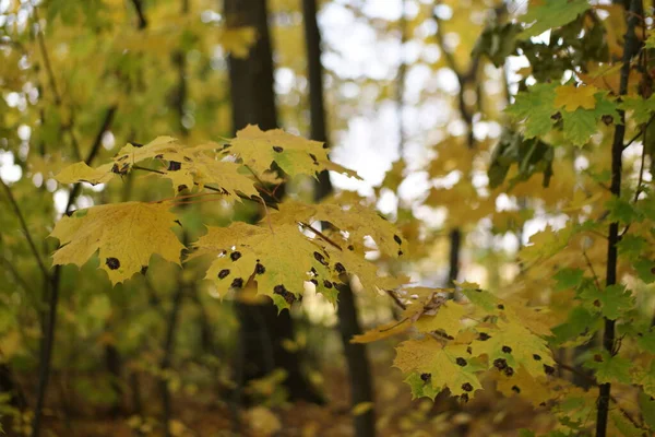 Bunte Gelbe Herbstblätter Wald — Stockfoto