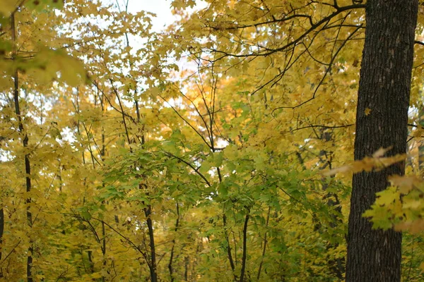 Πολύχρωμα Κίτρινα Φθινοπωρινά Φύλλα Στο Δάσος — Φωτογραφία Αρχείου