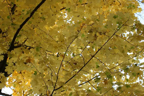 colorful yellow autumn leaves in the forest