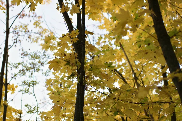 colorful yellow autumn leaves in the forest