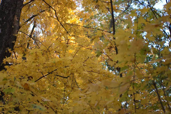 Feuilles Automne Jaunes Colorées Dans Forêt — Photo