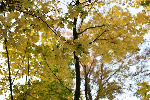 colorful yellow autumn leaves in the forest