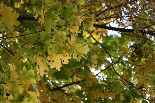 colorful yellow autumn leaves in the forest