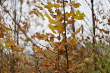 colorful yellow autumn leaves in the forest