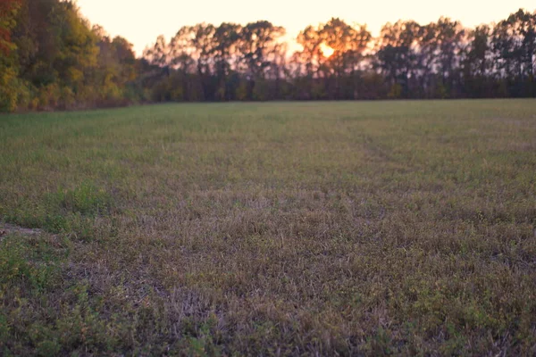 Red Sunset Mowed Wheat Field — 스톡 사진