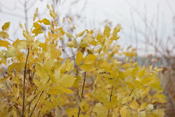 Colorful Yellow Autumn Leaves Forest — 스톡 사진