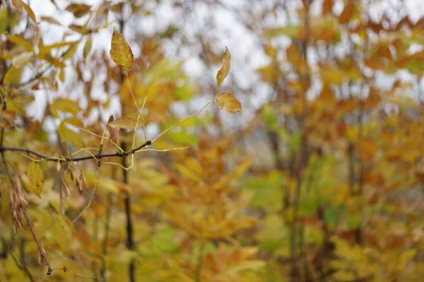 colorful yellow autumn leaves in the forest