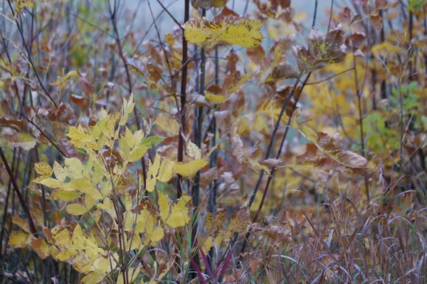 Feuilles Automne Jaunes Colorées Dans Forêt — Photo