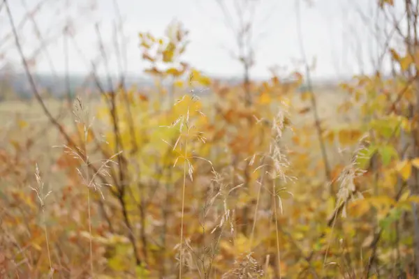colorful yellow autumn leaves in the forest