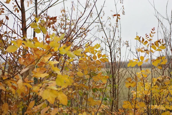 Colorful Yellow Autumn Leaves Forest — Stock Photo, Image