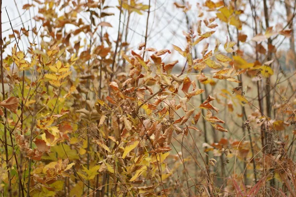 Folhas Outono Amarelas Coloridas Floresta — Fotografia de Stock