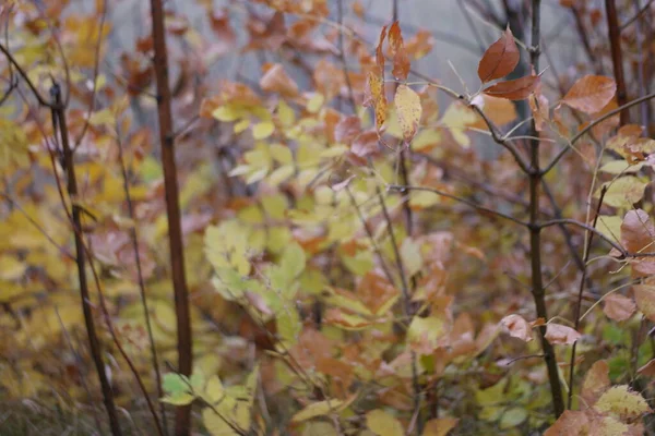 Colorful Yellow Autumn Leaves Forest — 图库照片