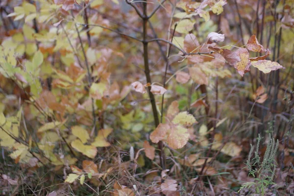 Feuilles Automne Jaunes Colorées Dans Forêt — Photo