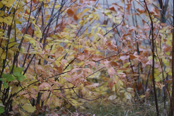 Feuilles Automne Jaunes Colorées Dans Forêt — Photo