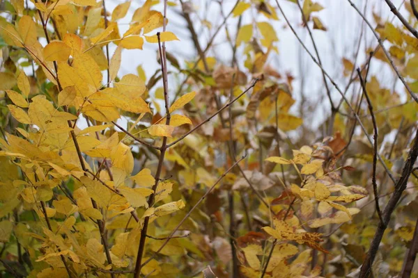 Красочные Желтые Осенние Листья Лесу — стоковое фото
