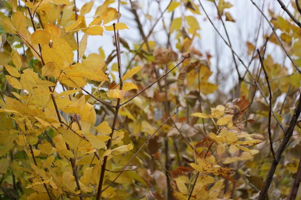 Bunte Gelbe Herbstblätter Wald — Stockfoto