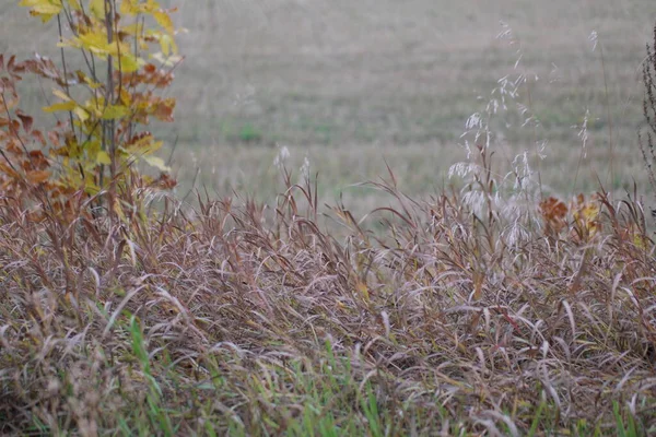 Autumn Grass Background Cut Wheat Field — Stock Photo, Image