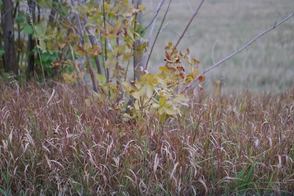 Autumn Grass Background Cut Wheat Field — 스톡 사진