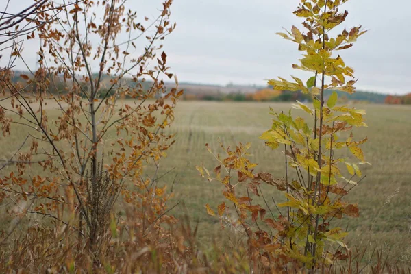 Autumn Grass Background Cut Wheat Field — Stock Photo, Image