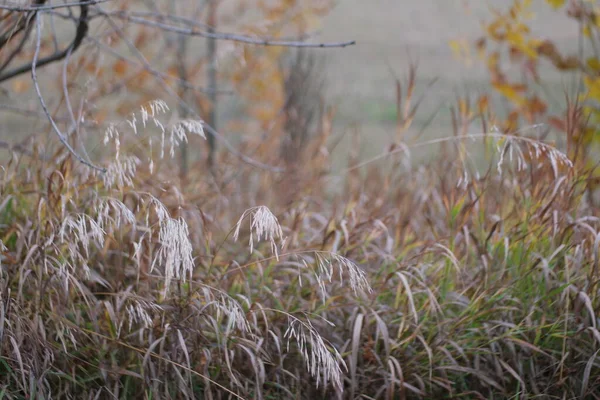Autumn Grass Background Cut Wheat Field — Stock Photo, Image