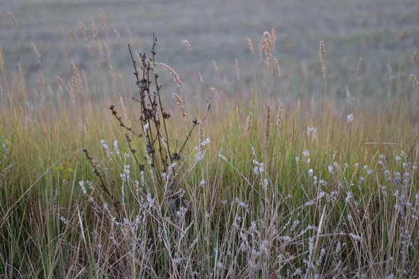 秋天的青草 背景是一片割下的麦田 — 图库照片