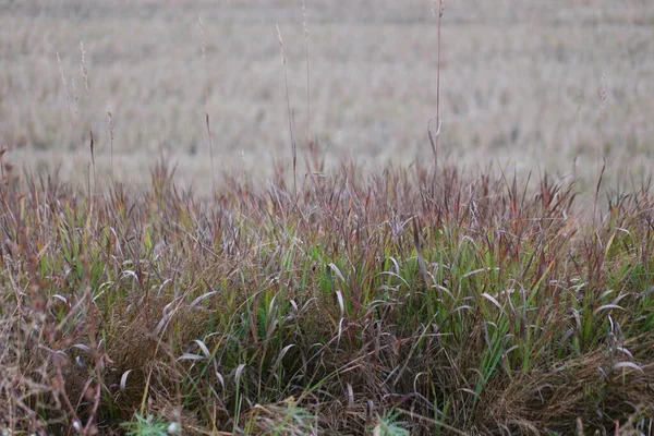 Осенняя Трава Фоне Скошенного Пшеничного Поля — стоковое фото