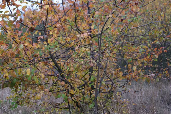 Bunte Gelbe Herbstblätter Wald — Stockfoto