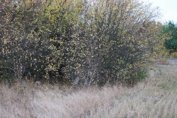 Bunte Gelbe Herbstblätter Wald — Stockfoto