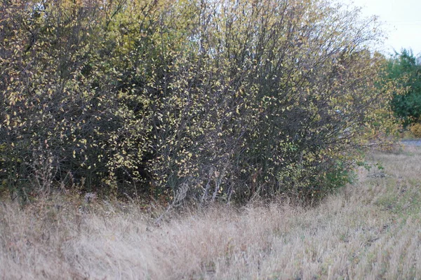 Colorful Yellow Autumn Leaves Forest — 스톡 사진