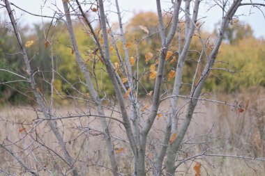 colorful yellow autumn leaves in the forest