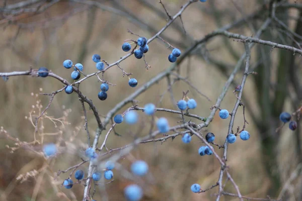 Bacche Prugna Selvatica Autunno — Foto Stock