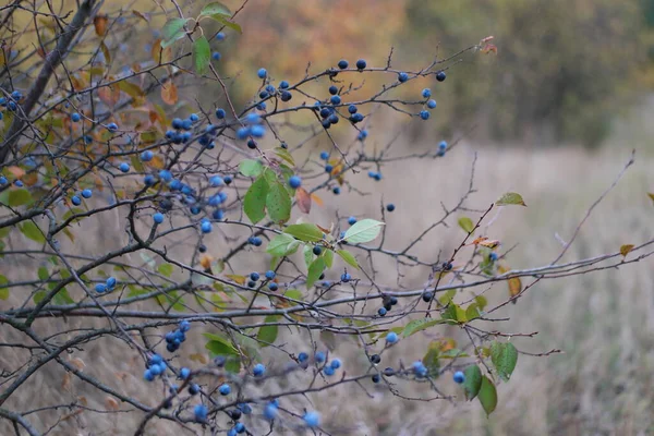 Colorful Yellow Autumn Leaves Forest — 스톡 사진