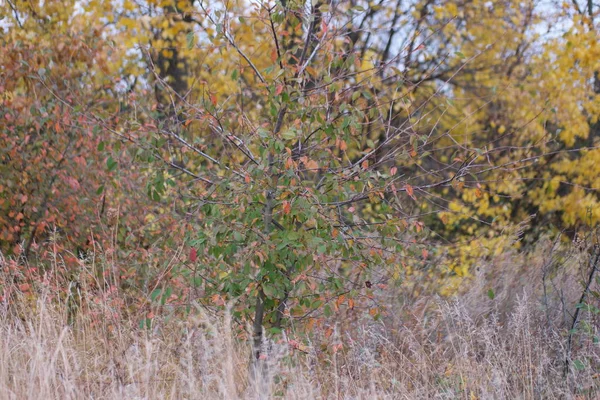 Colorful Yellow Autumn Leaves Forest — 스톡 사진