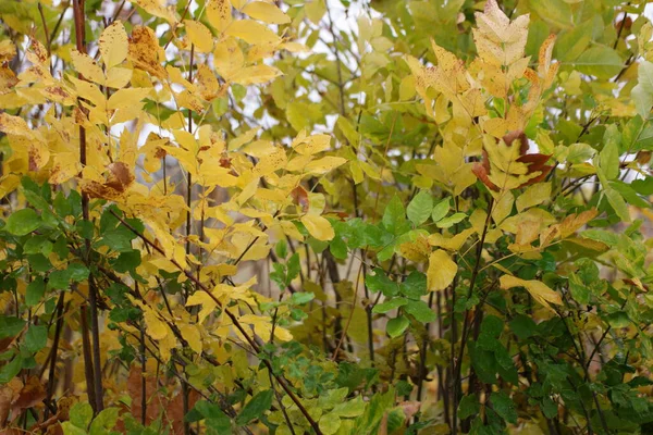 Autumn Grass Background Cut Wheat Field Rain — 스톡 사진