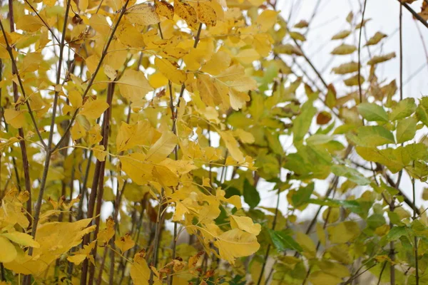 Autumn Grass Background Cut Wheat Field Rain — 스톡 사진