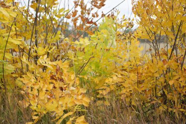 Sonbahar çimenleri yağmur sırasında kesilmiş bir buğday tarlasının arka planına karşı
