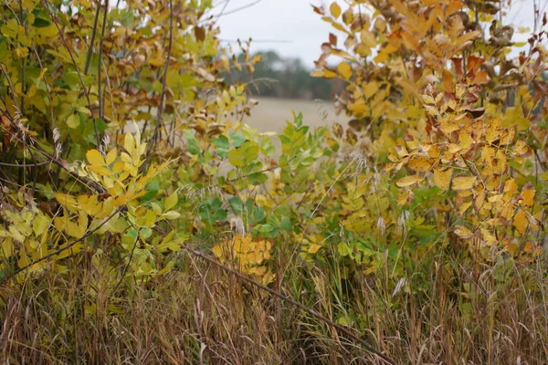 Autumn Grass Background Cut Wheat Field Rain — Stock Photo, Image