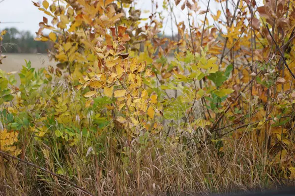 Autumn Grass Background Cut Wheat Field Rain — Stock Photo, Image